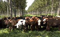 Agroecologa y Ambiente en el Litoral